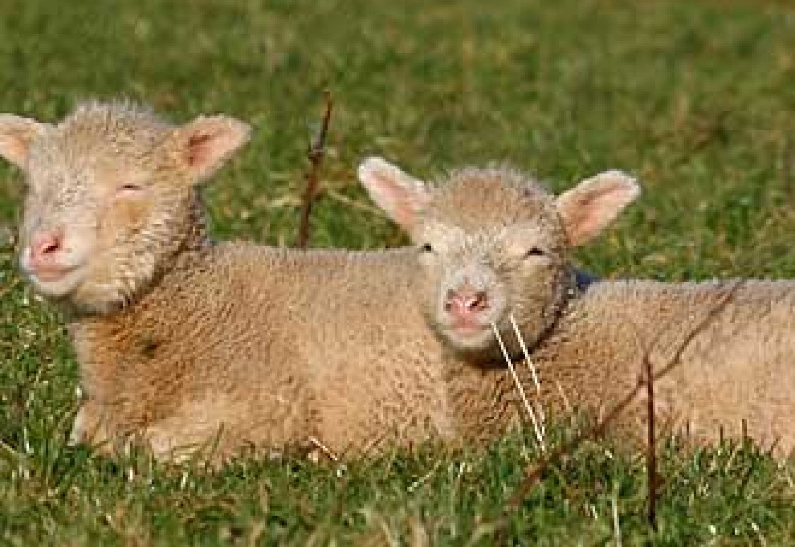 Spring in Cornwall – Food and Farming in Cornwall